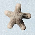 starfish