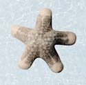 C2-starfish